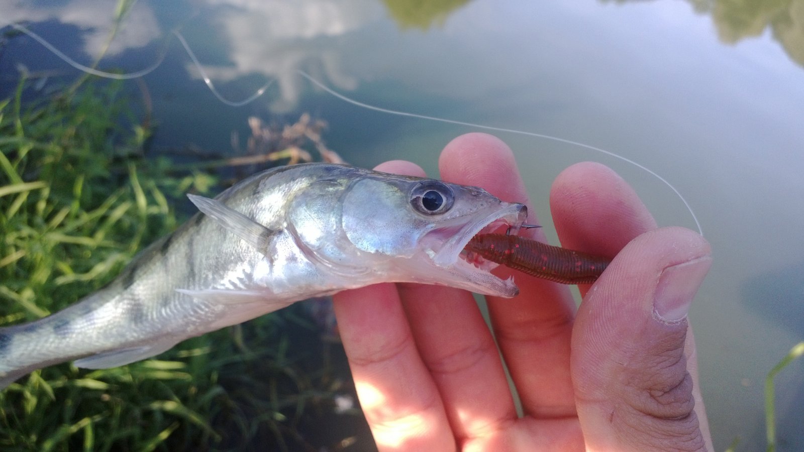 WP_20130818_004.jpg