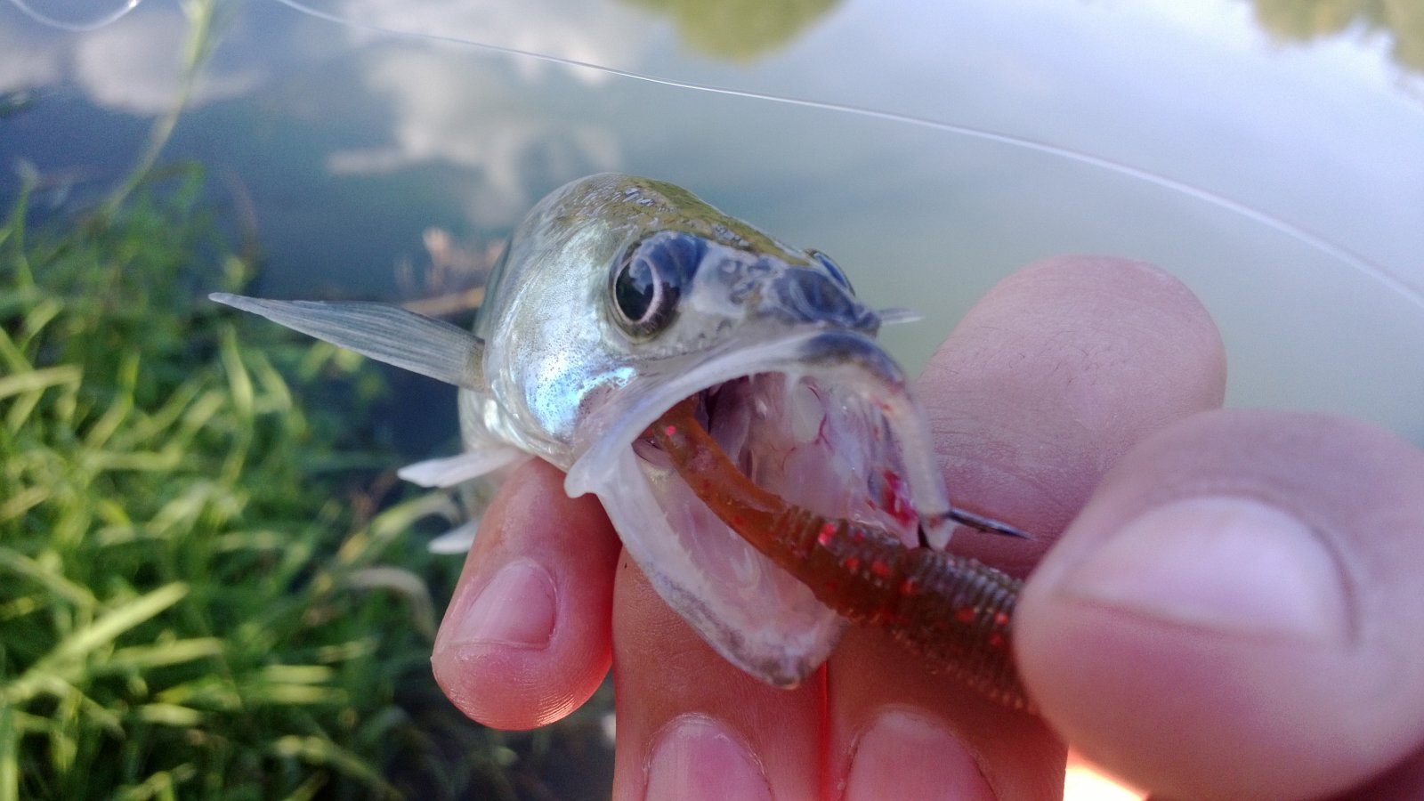 WP_20130818_005.jpg