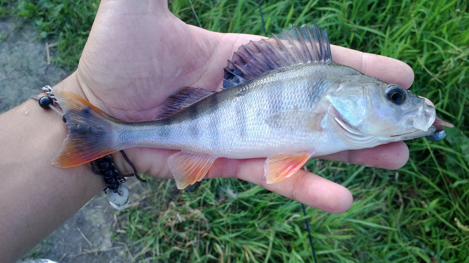 WP_20130818_016.jpg
