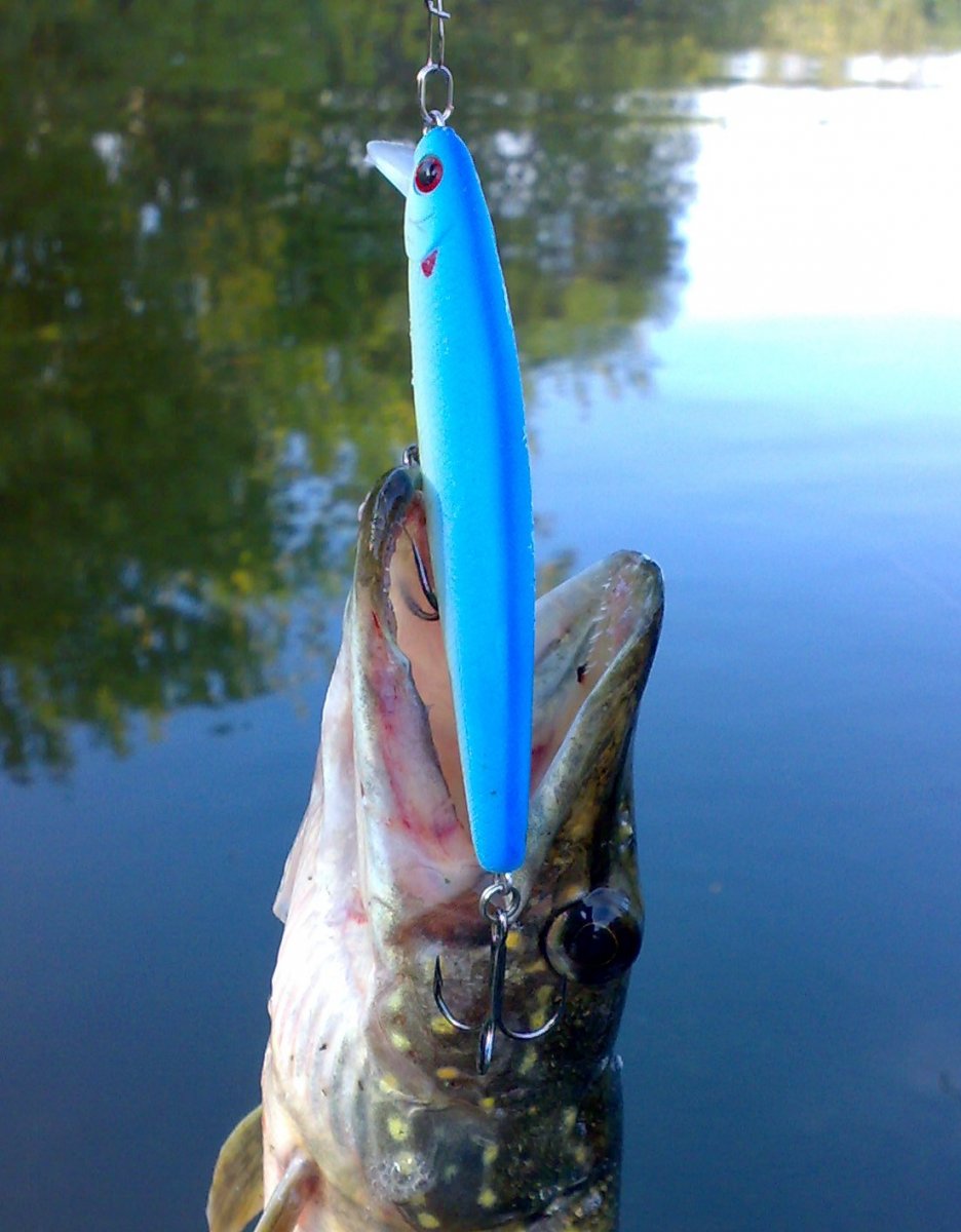 Flash Minnow_.jpg