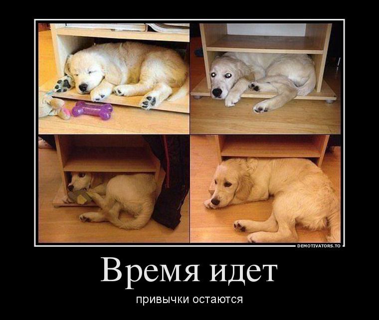 собакен.jpg