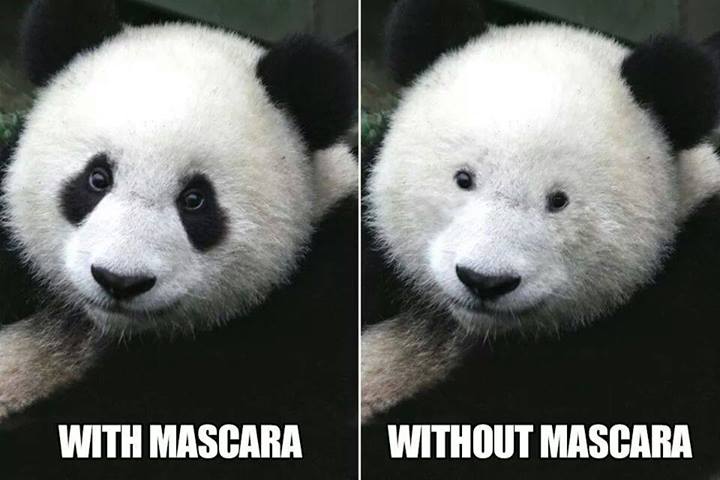 Панда.jpg