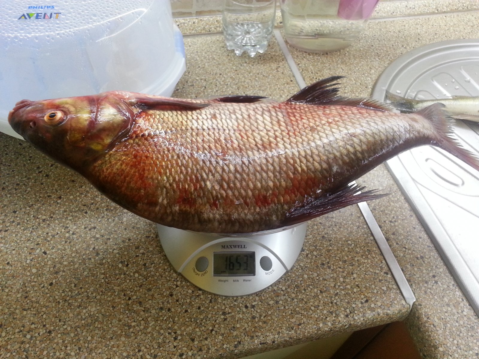 20140817_141752.jpg