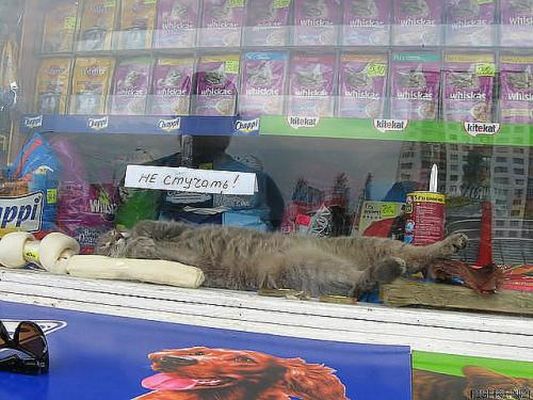 кот в витр.jpg