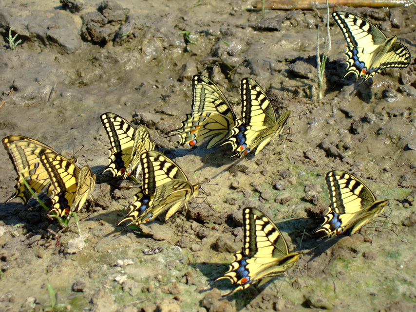 DSCF9869.JPG
