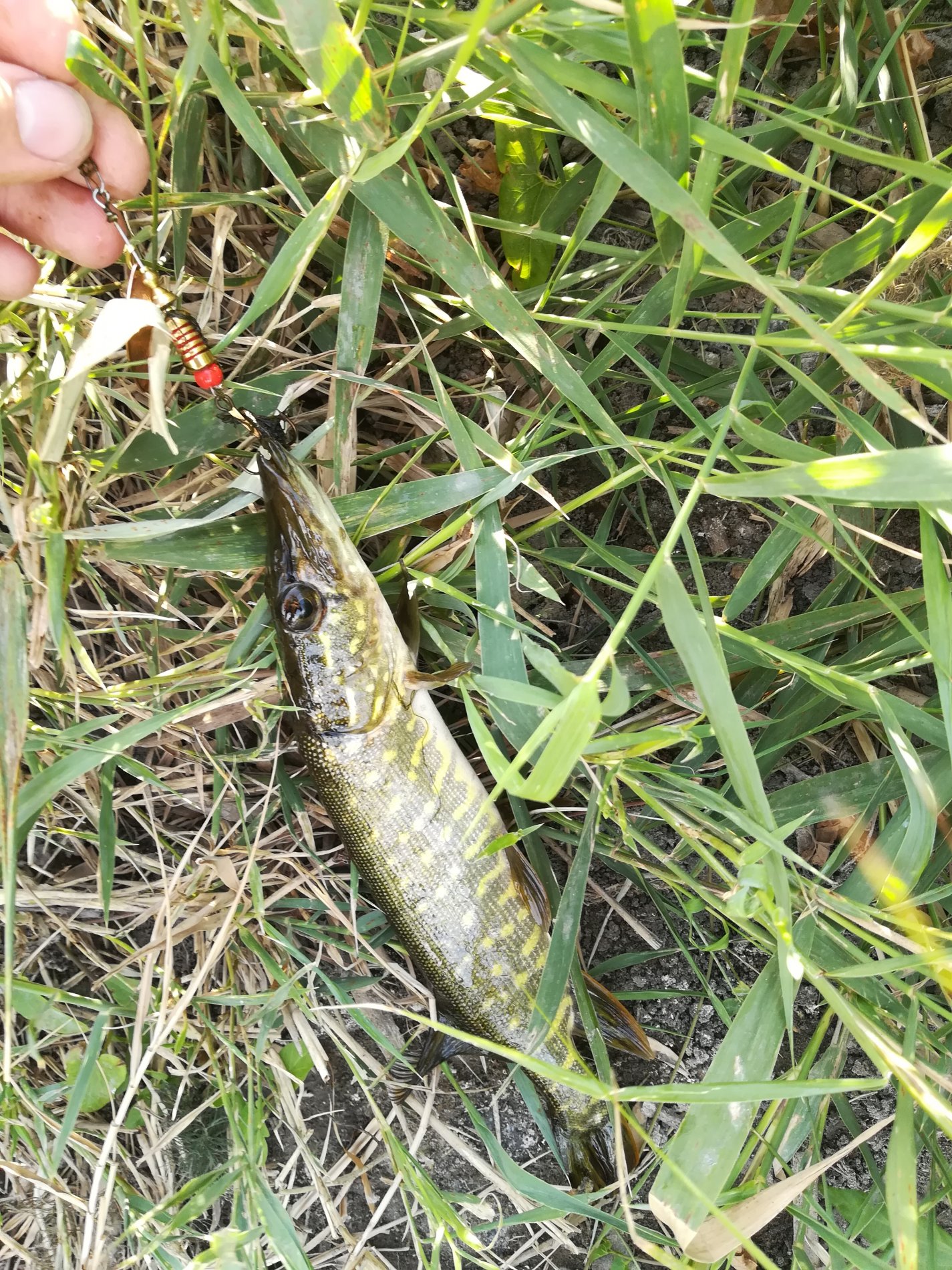 IMG_20180903_162046.jpg