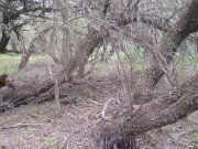 Photo-0210..jpg