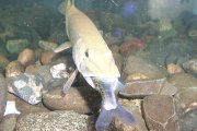 Lobby pike 03.JPG