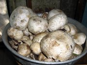 IMG_2266.jpg