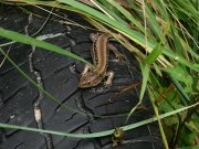 IMG_4812.jpg