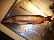 DSC03311.jpg