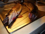 DSC03466.jpg