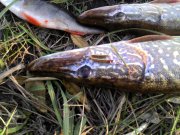 IMG_20131020_163255.jpg