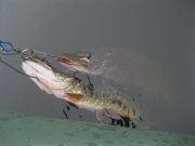 IMG_0437.JPG