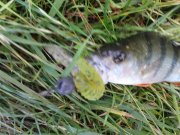 DSC09017.JPG