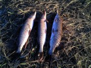 IMG_20131109_153713.jpg