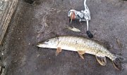 IMG_20131110_061256.jpg