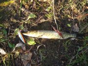 DSC09642.JPG