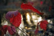 IMG_1164_resize.jpg