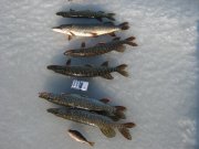 IMG_0344.JPG