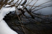 IMG_1276_resize.jpg