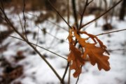 IMG_1293_resize.jpg