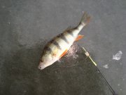 DSC09723++.JPG