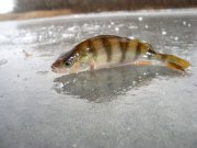 DSC09725++.JPG