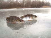 DSC09729++.JPG