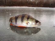 DSC09730++.JPG