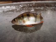 DSC09731++.JPG