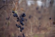 IMG_1839_resize.jpg