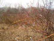 DSC09773.JPG
