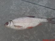 DSC01323.JPG