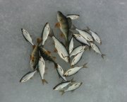 IMG0223A.jpg