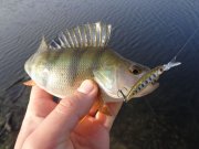 DSC02017.JPG
