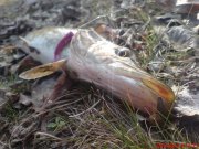 DSC01347.JPG