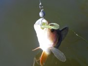 DSC02063.JPG