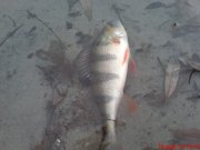 DSC01370.JPG