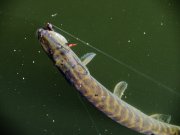 IMG_3471_resize.jpg