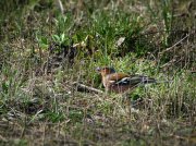 IMG_3495_resize.jpg