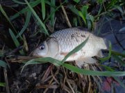 DSC02223.JPG