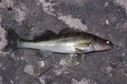 UJP_3046.jpg