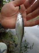 DSC02274.JPG