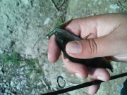 DSC09168.JPG
