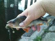 DSC09172.JPG