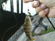 DSC09173.JPG