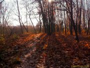 IMAGE_407.jpg