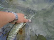 DSC02295.JPG