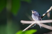 IMG_7014_resize.jpg